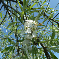 Pyrus salicifolia 'Pendula'