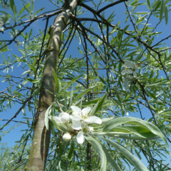 Pyrus salicifolia 'Pendula'