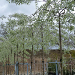 Pyrus salicifolia 'Pendula'