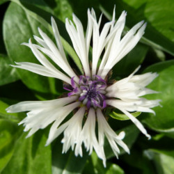 Centaurea montana ‘Amethyst in Snow’ - Bleuet des montagnes