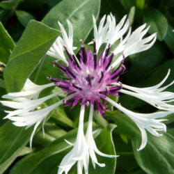 Centaurea montana ‘Amethyst in Snow’ - Bleuet des montagnes