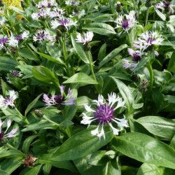 Centaurea montana ‘Amethyst in Snow’ - Bleuet des montagnes