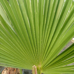 Trachycarpus wagnerianus