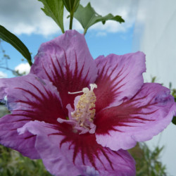 Hibiscus syriacus ‘Purple...