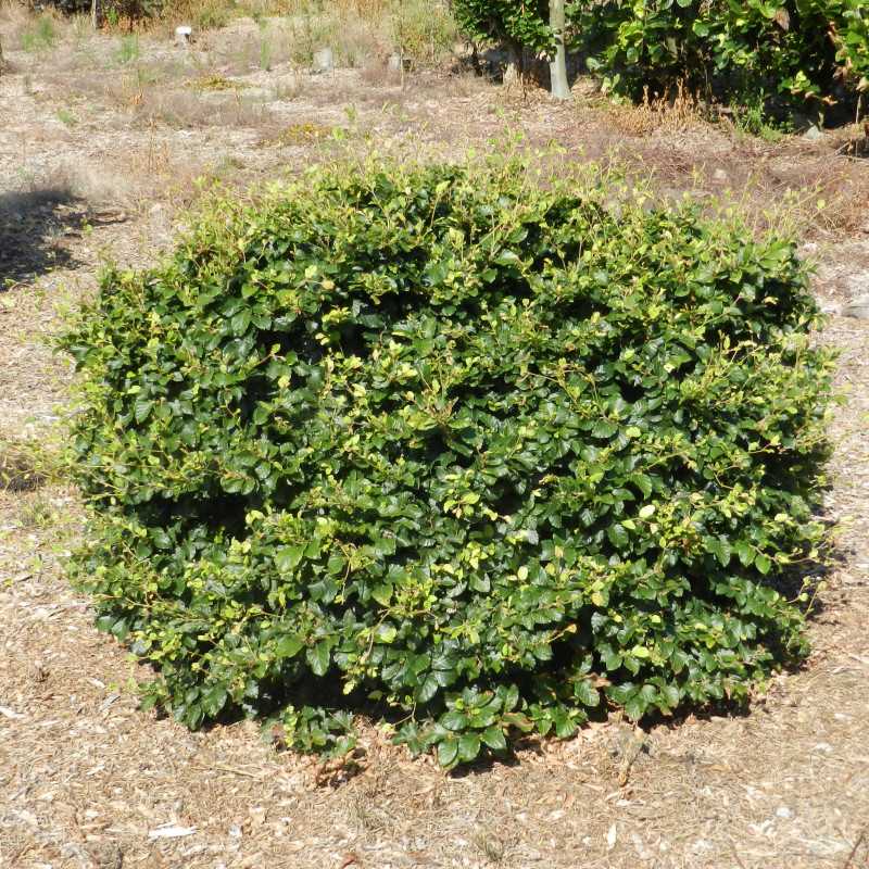 Fagus sylvatica ‘Astérix’ - hêtre nain