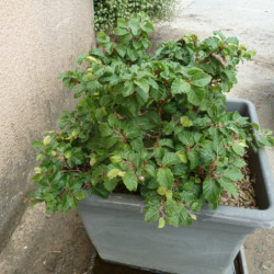 Fagus sylvatica ‘Astérix’ - hêtre nain