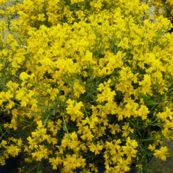 Genista 'Lydia' - genêt de Lydie