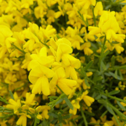 Genista 'Lydia' - genêt de Lydie