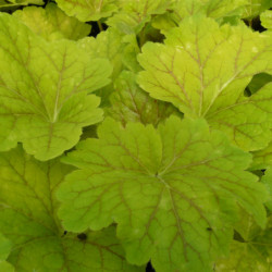 Heuchera ‘Electra’