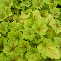 Heuchera ‘Electra’