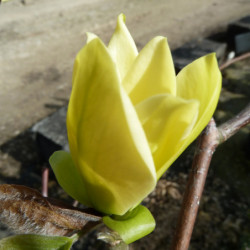 Magnolia ‘Golden gift’