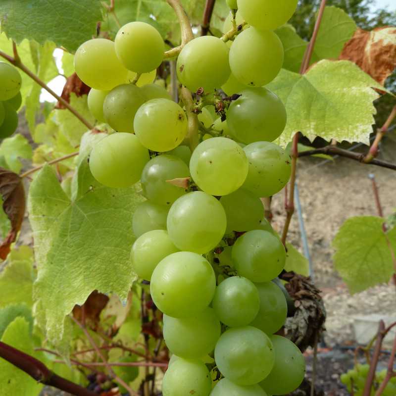 Vitis vinifera 'Fragola Blanc' - Vigne à raisin blanc