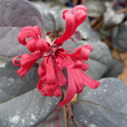 Loropetalum chinense ‘Ever Red‘