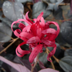 Loropetalum chinense ‘Ever Red‘