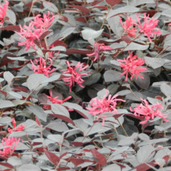 Loropetalum chinense ‘Ever Red‘