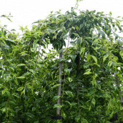 Prunus incisa ‘Frilly Frock’