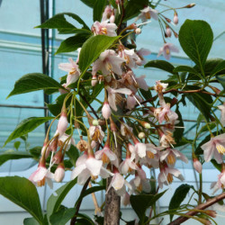 Styrax japonicus ‘Pink chimes’