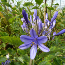 agapanthus brilliant blue