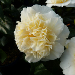 Camellia japonica...