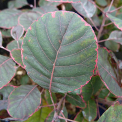 Cotinus coggygria ‘Lilla’ - Arbre à perruque nain.