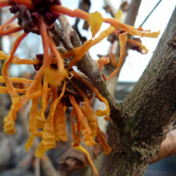 Hamamelis × intermedia ‘Aphrodite’