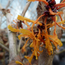 Hamamelis × intermedia ‘Aphrodite’