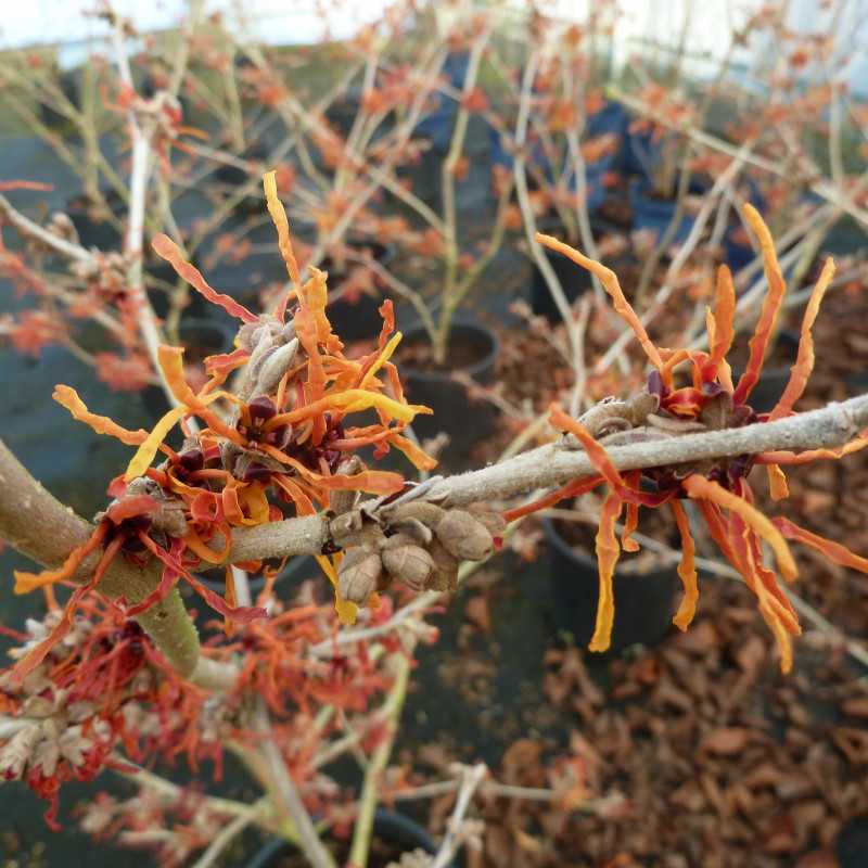 Hamamelis × intermedia ‘Aphrodite’