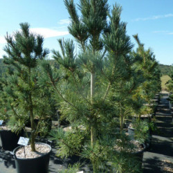 Pinus flexilis...