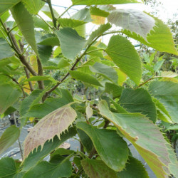 Tilia tomentosa 'Arnold Select'