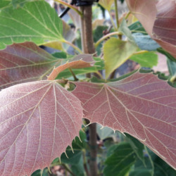 Tilia tomentosa 'Arnold Select'