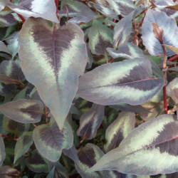 Persicaria microcephala 'Red Dragon'