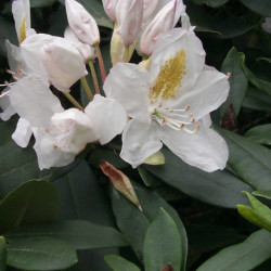 Rhododendron ‘Cunningham...