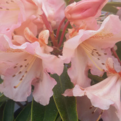 Rhododendron ‘Olga’