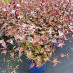 Persicaria microcephala 'Red Dragon'