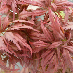 Acer palmatum ‘Jerre...