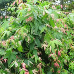 Acer palmatum ‘Oridono...