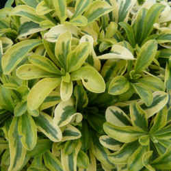 Arabis ferdinandi-coburgii ‘Old Gold’