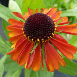 Helenium ‘Short ‘n’ Sassy’