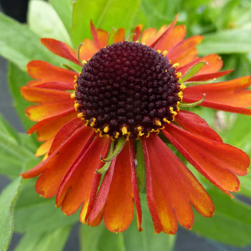 Helenium ‘Short ‘n’ Sassy’