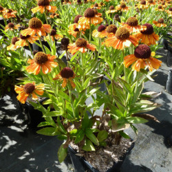Helenium ‘Short ‘n’ Sassy’ - Hélénie d'automne