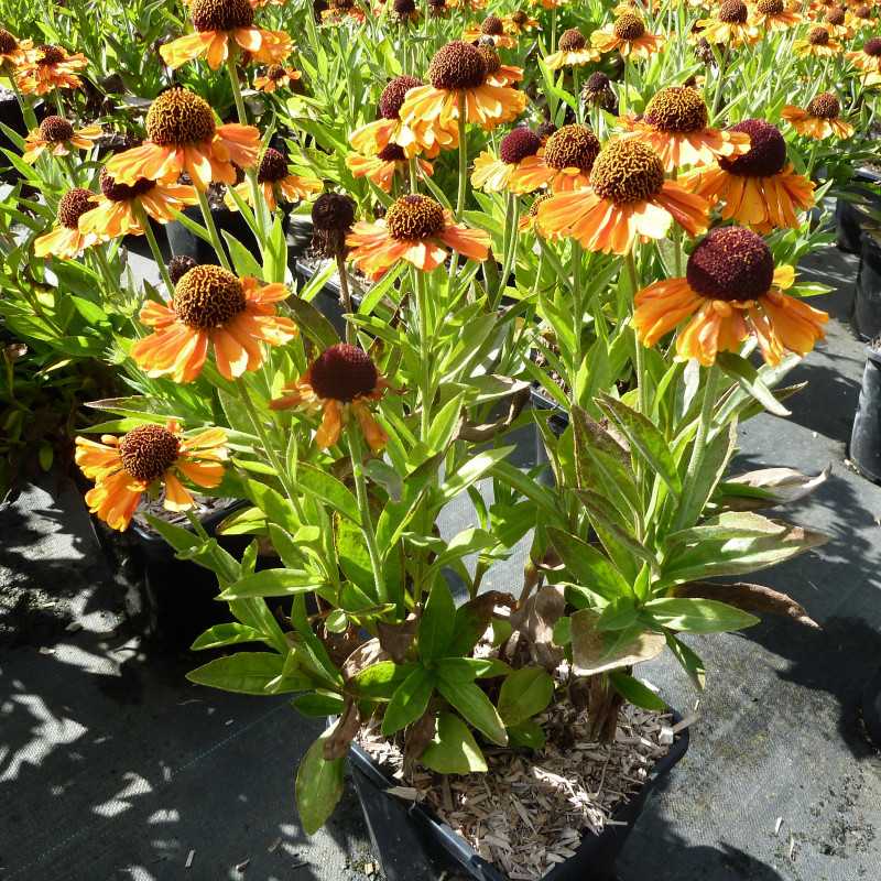 Helenium ‘Short ‘n’ Sassy’ - Hélénie d'automne