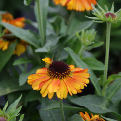 Helenium ‘Short ‘n’ Sassy’