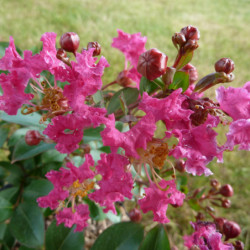 Lagerstroemia indica ‘Red’