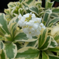 Arabis ferdinandi-coburgii ‘Old Gold’