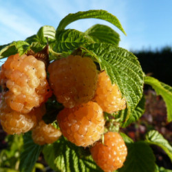 Rubus idaeus ‘Fall Gold’...