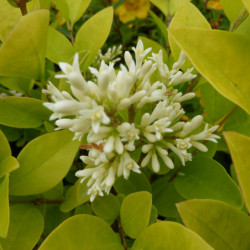 Ligustrum × vicaryi