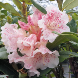 Rhododendron ‘Double Dots’