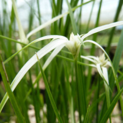 Rhynchospora colorata - Danseuse Etoile