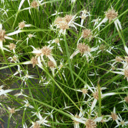 Rhynchospora colorata - Danseuse Etoile