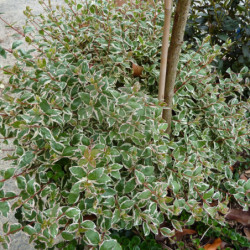 Abelia × grandiflora ‘Magic...